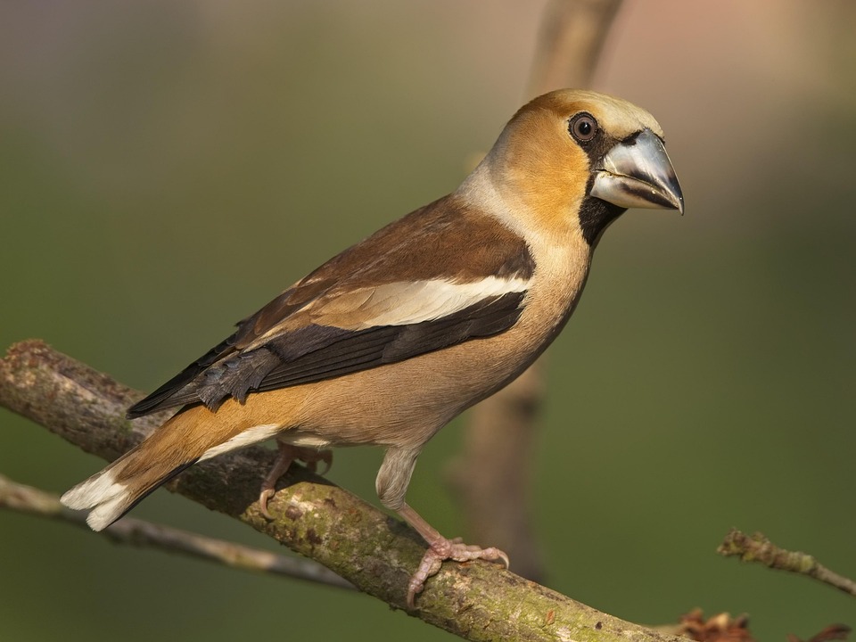 GBE Ang B1 niestacjonarni A.<span class="highlight">Niemczewska</span> 1 rok  gr ... - 2025/2026 niedziela