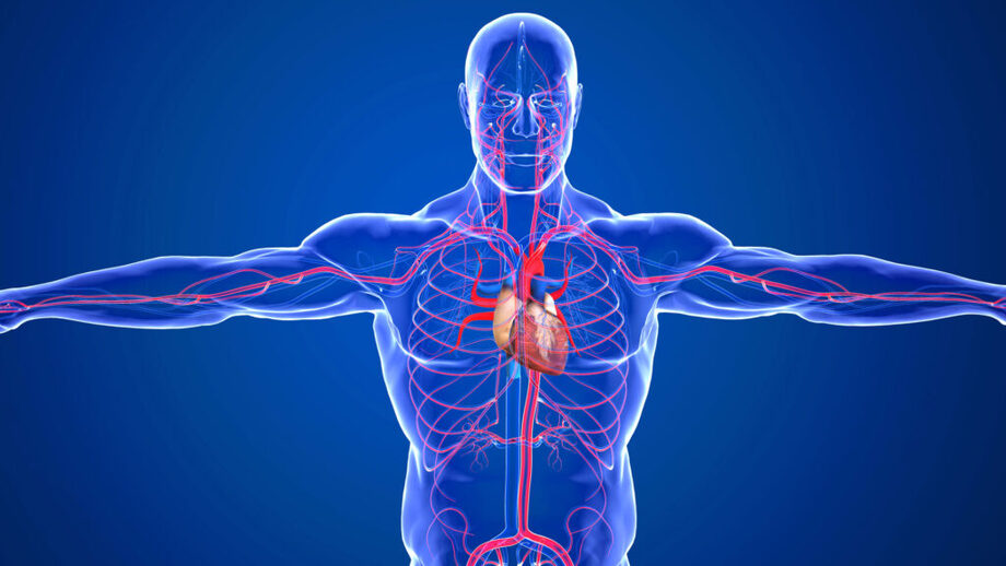 Fizjologia człowieka (Krzysztof Lipecki) 2025/2026