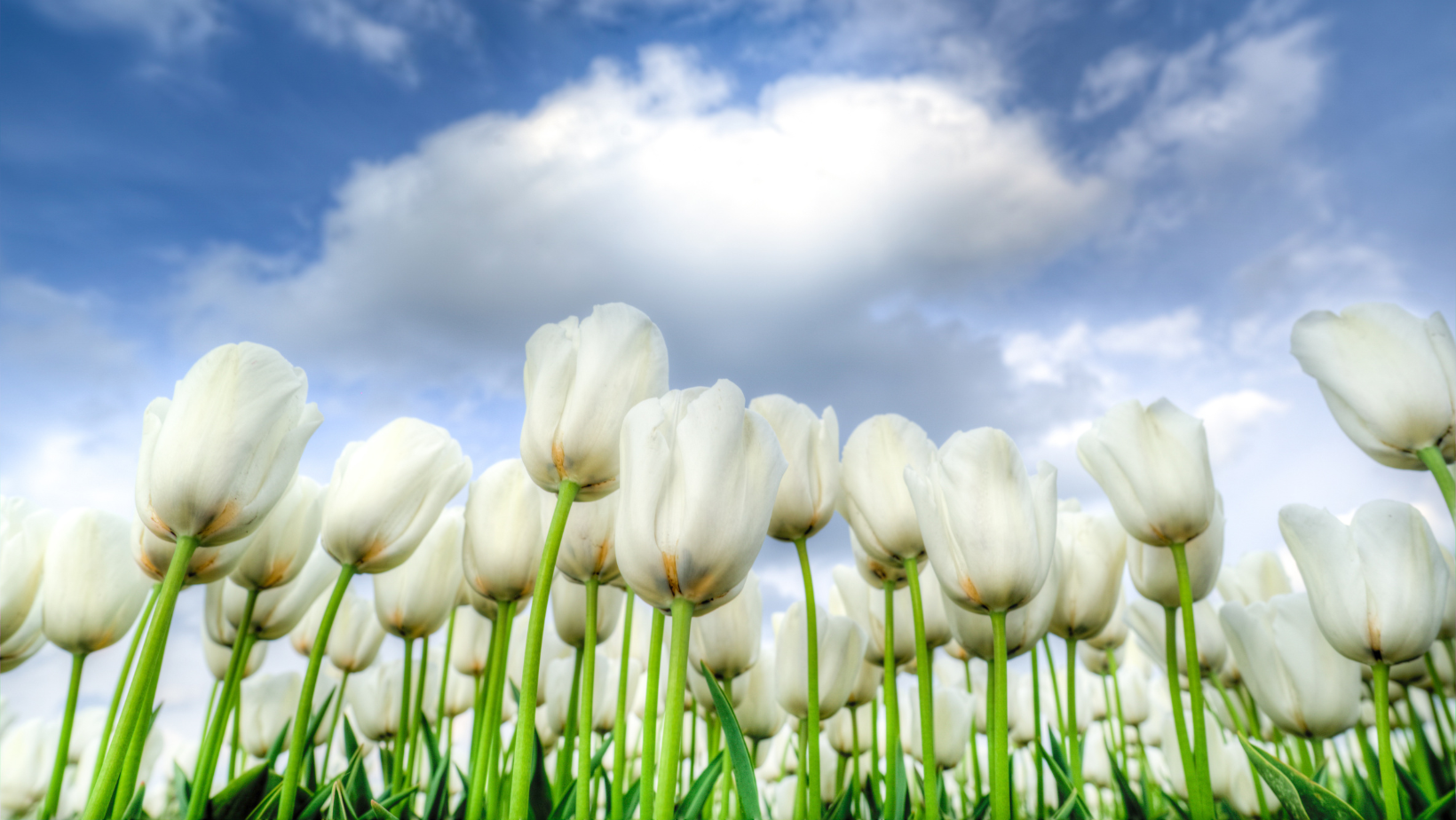 Seminarium licencjackie GBS 2025/2026 2026/2027